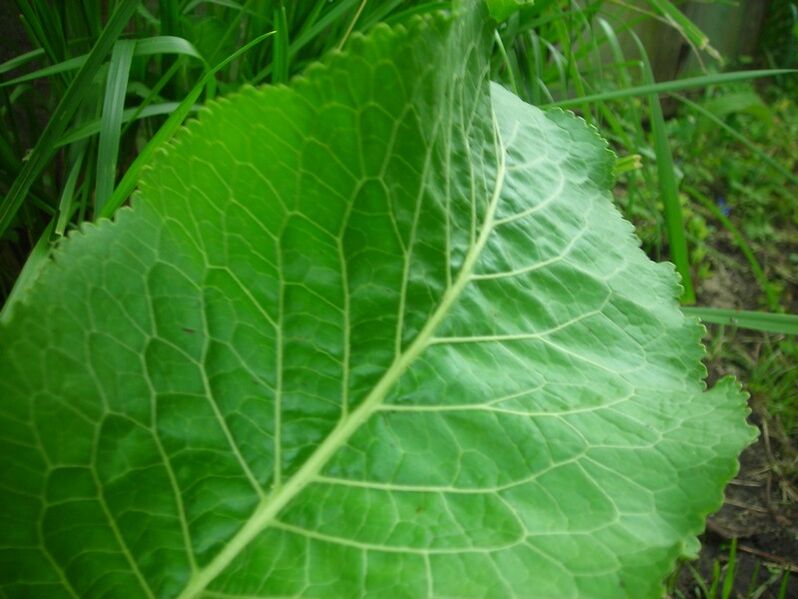 Horseradish for the treatment of cervical osteochondrosis