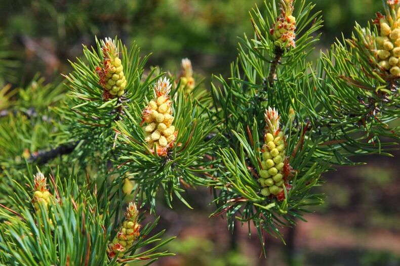 Pine buds treat cervical osteochondrosis