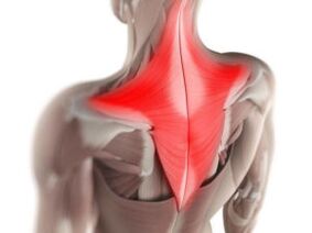 Muscle pain is the cause of pain below the left shoulder blade
