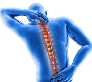 components of spine